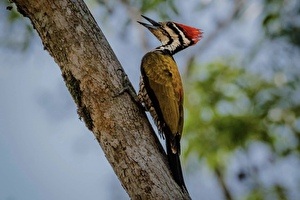 Cape Pakarang Bird