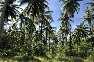 Coconut Jungle @ Cape Pakarang