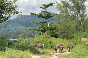 Cape Pakarang Wildlife