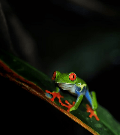Night Safari
